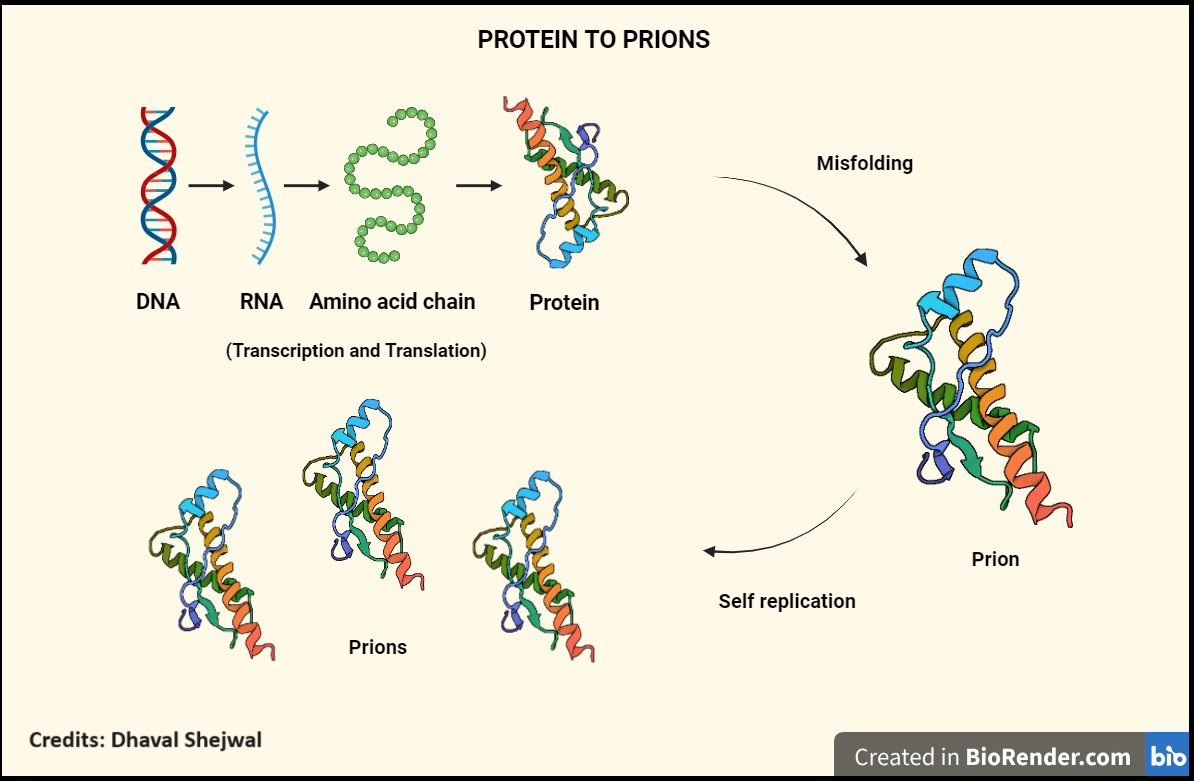 Prions - Jwalanthi and Dhaval 1 