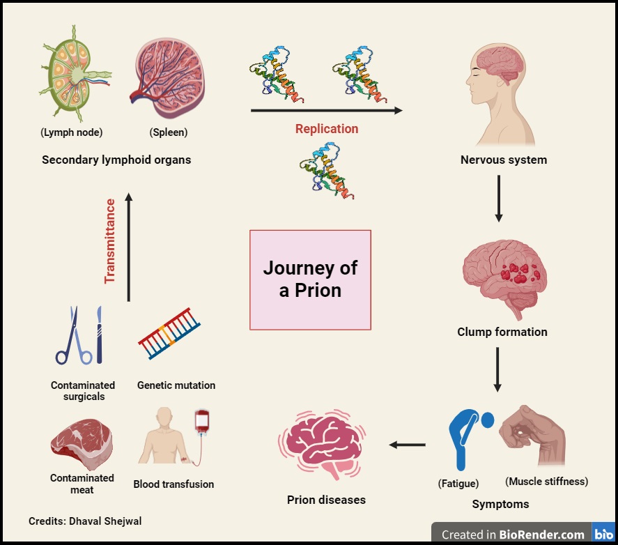 Prions - Jwalanthi and Dhaval 2 
