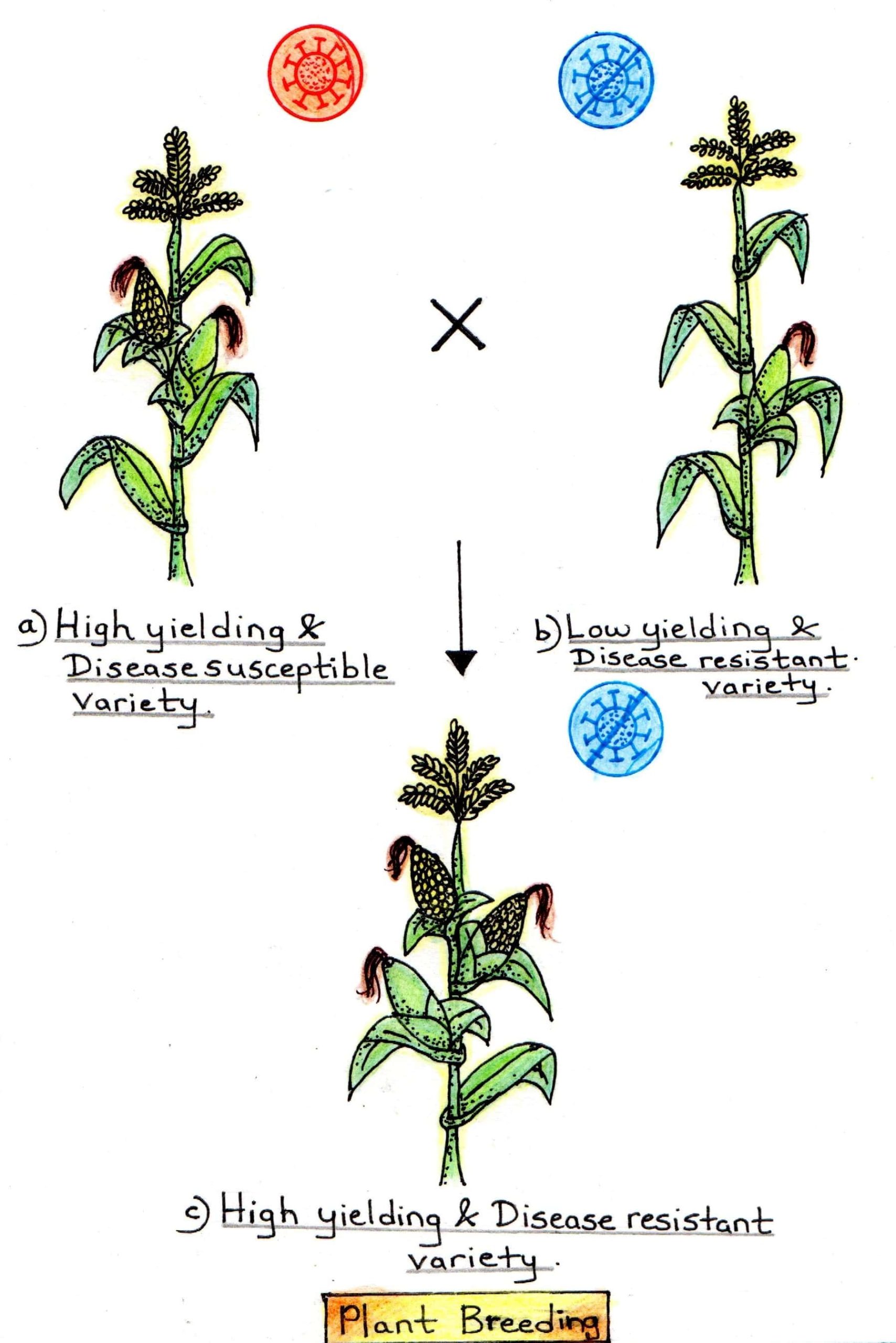 Plant breeding 2