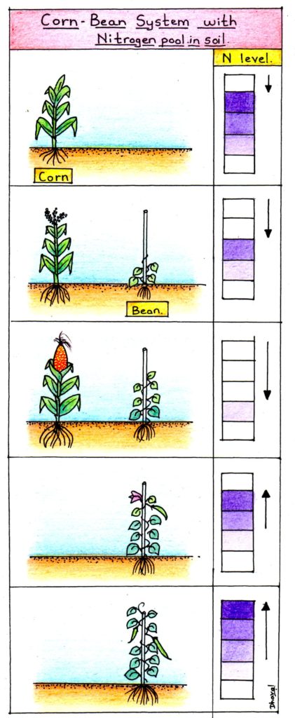 Corn-bean system