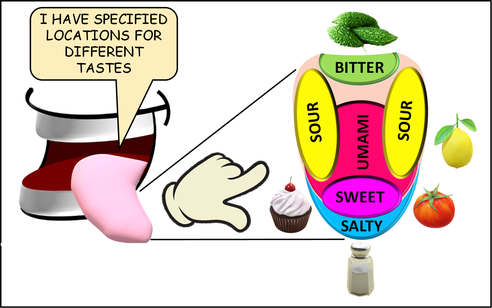 The taste map we have been studying is actually a misconception according to research. This diagram has been depicted for the sake of illustration