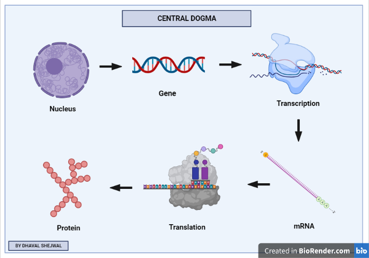 Central dogma