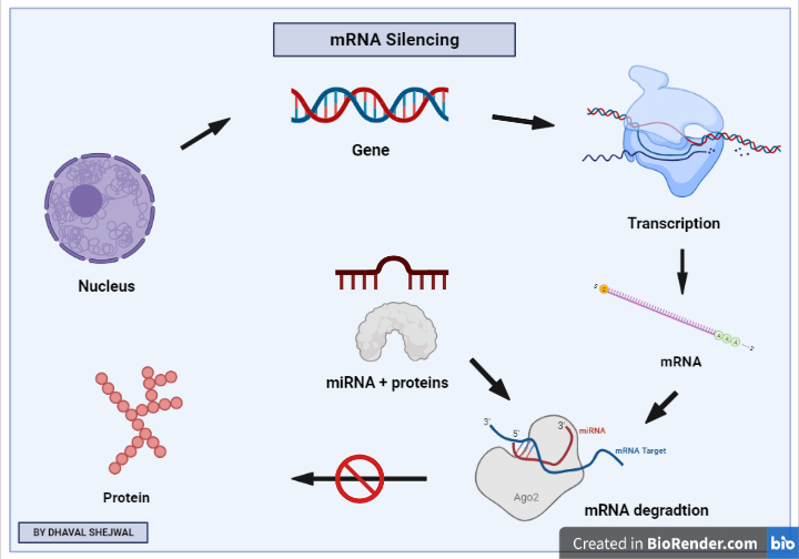 RNA silencing