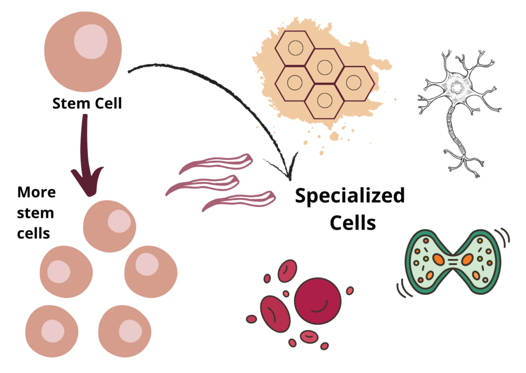 Stem Cell