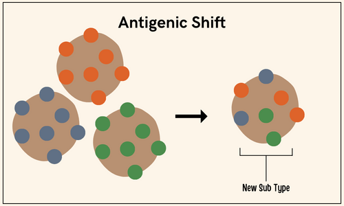 Antigenic Shift