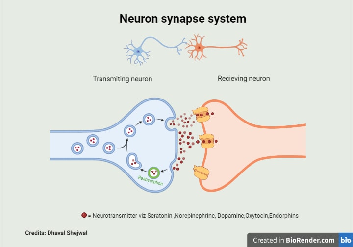 Neuron Synapse System