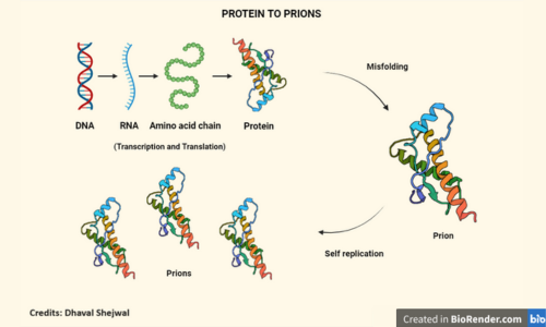 Featured Image - Prions